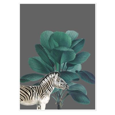 Tropical Jungle Zebra Art Print 50x70cm