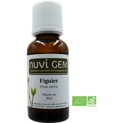 Food supplement - Gemmotherapy Fig tree