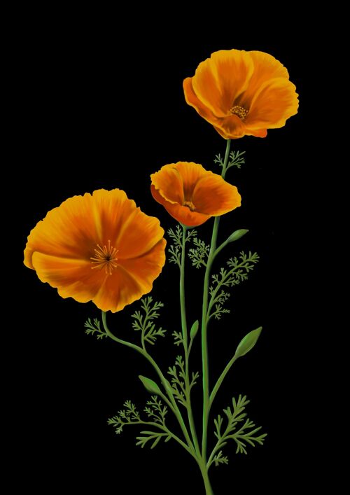 California Poppy Botanical Art Print