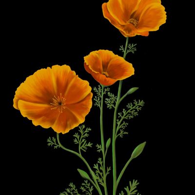 California Poppy Botanical Art Print