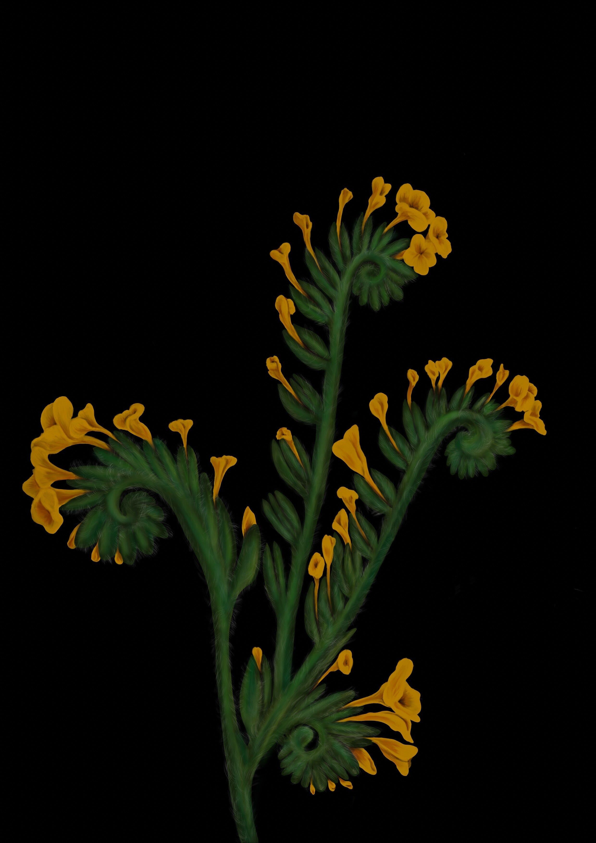Stampa artistica di Fiddleneck di fiori selvatici della California