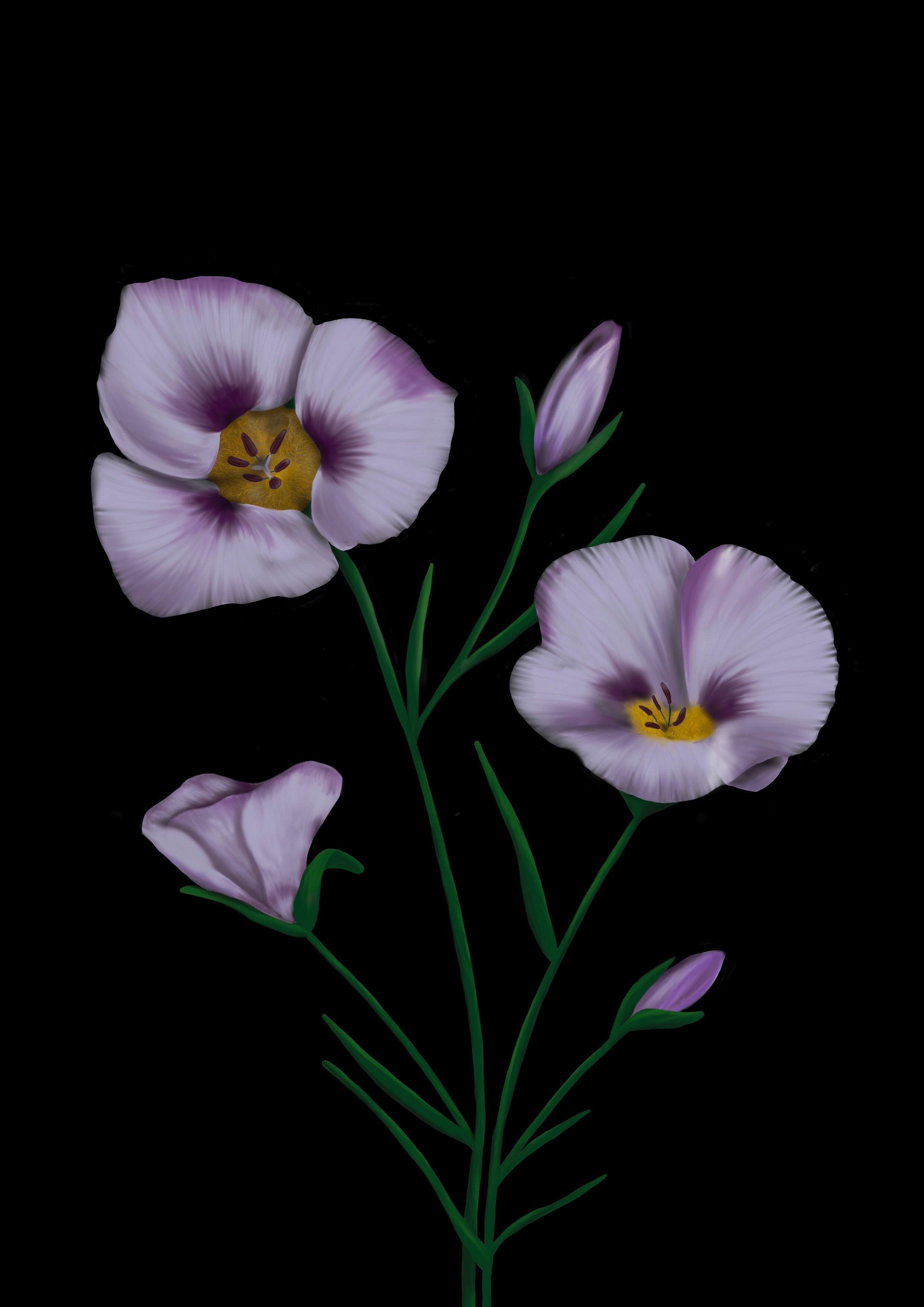 Stampa artistica del giglio Mariposa del fiore selvatico della California