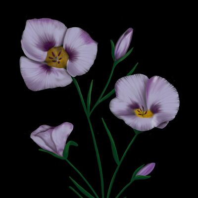 Lys Mariposa, fleurs sauvages de Californie Impression artistique