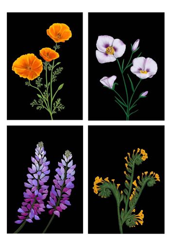Lys Mariposa, fleurs sauvages de Californie Impression artistique 4