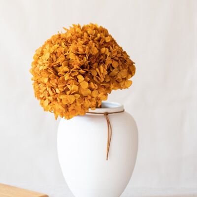 Flores secas - Cabeza de hortensia ámbar estabilizada