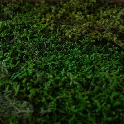 Flores secas - Caja Musgo verde estabilizado