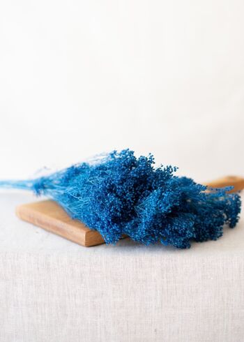 Fleurs séchées - Broom bleu 2