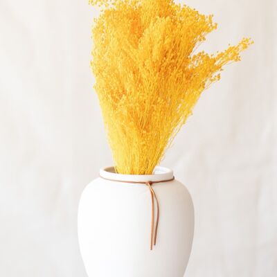 Flores secas - Retama amarilla