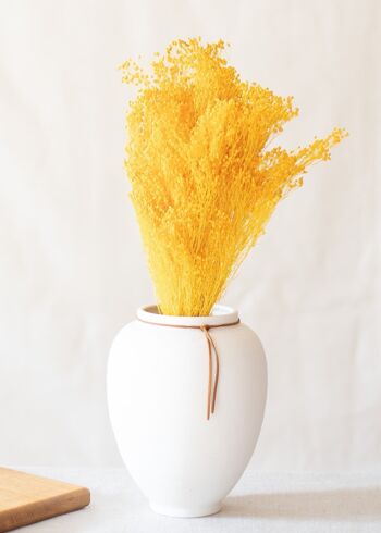 Fleurs séchées - Broom jaune 1