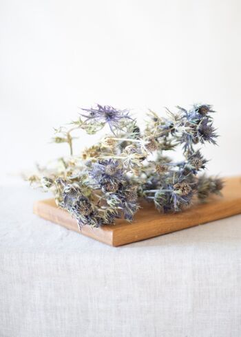 Fleurs séchées - Chardon Eryngium bleu 2