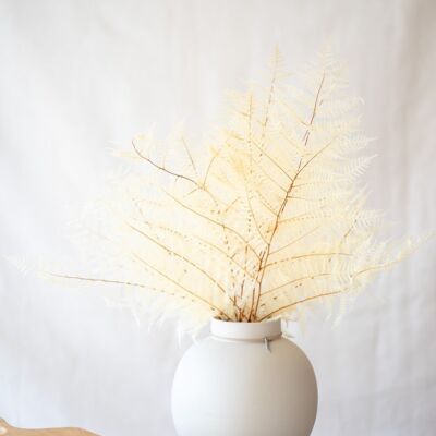Dried flowers - Preserved white fern