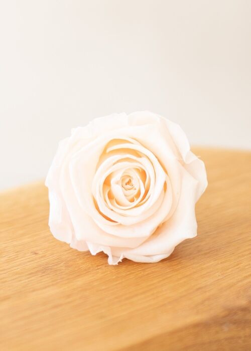 Fleurs séchées - Roses Kiara roses stabilisées X6