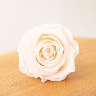 Trockenblumen - Konservierte rosa Kiara-Rosen X6