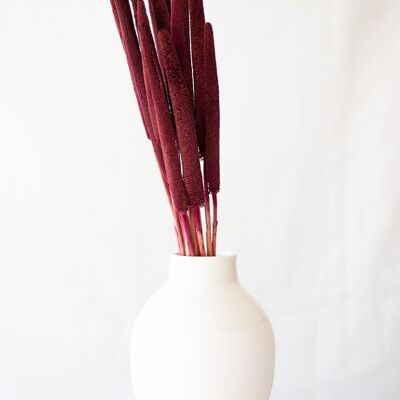 Dried flowers -Babala burgundy