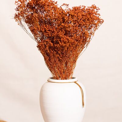 Dried flowers -Broom orange