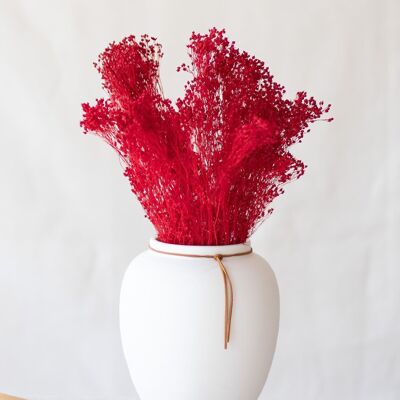 Getrocknete Blumen - Roter Ginster