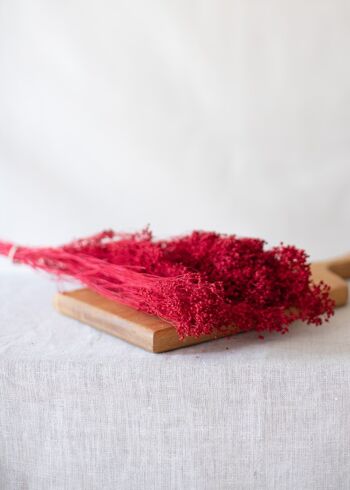Fleurs séchées - Broom rouge 2