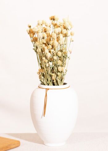 Fleurs séchées - Gomphrena blanc 1