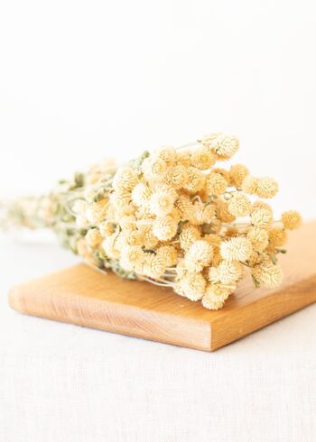 Fleurs séchées - Gomphrena blanc 2