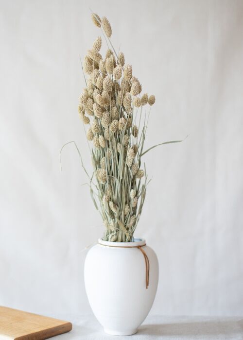 Fleurs séchées - Phalaris poudré blanc