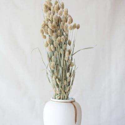 Flores secas - Phalaris en polvo blanco