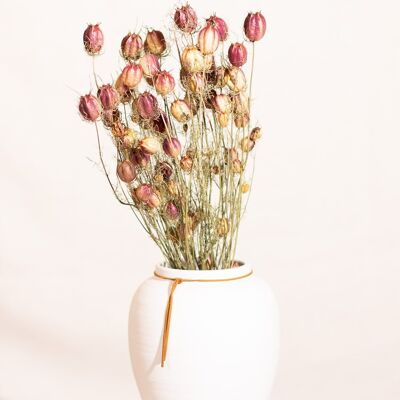 Trockenblumen - Nigella von Damaskus