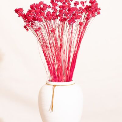 Dried flowers - Hill Flower pink