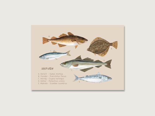 Postkarte "Seefisch"
