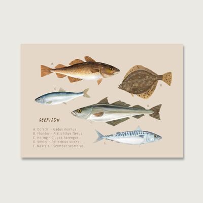 Postkarte "Seefisch"