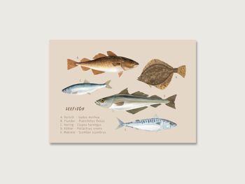 Carte postale "Poissons de mer" 1