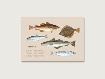 Carte postale "Poissons de mer" 3