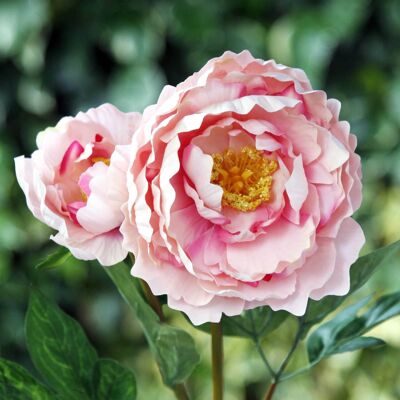 Pivoine épanouie dans des roses mélangées