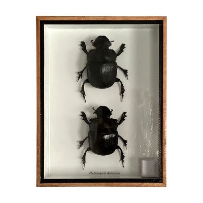 Taxidermy Dung Beetle, Pair, Mounted Under Glass, 20x15x5cm