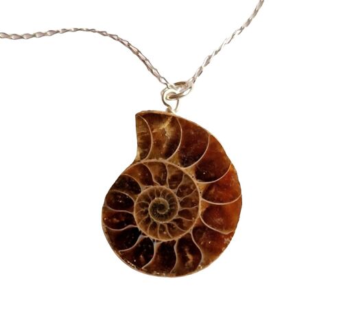 Fossil Ammonite Slice Necklace - Madagascar