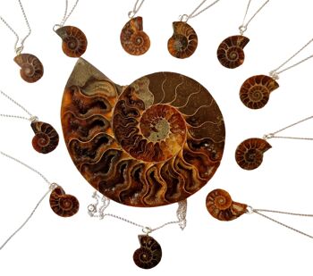 Collier de tranches d'ammonite fossile - Madagascar 6