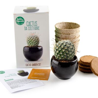 Kit de cactus para crecer