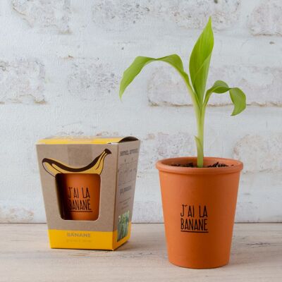 “I have a banana” message kit - Banana tree