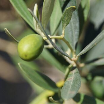 Savonnettes surgrasses à l'huile d'olive 3x150g 3