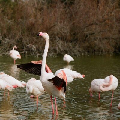 Photographie - AWA Arles Camargue - Art Print - Le flamand

        

        



