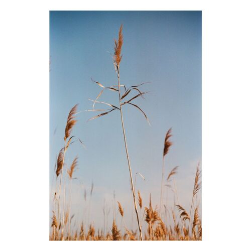 Photographie - AWA Arles Camargue - Art Print - Les plumets

        

        



