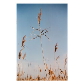 Photographie - AWA Arles Camargue - Art Print - Les plumets

        

        



 1