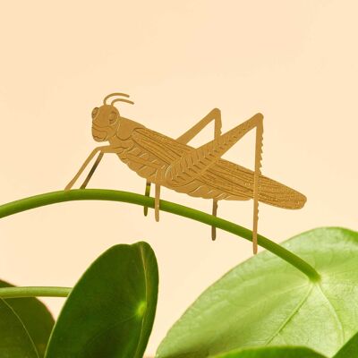 Plant Animal Grasshopper decoration