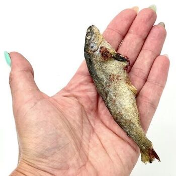 Petit saumon Lyophilisé- Friandise naturelle pour chien 1