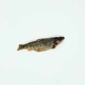 Petit saumon Lyophilisé- Friandise naturelle pour chien 2