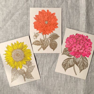 Auguri floreali / cartoline / carta ecologica / tintura vegetale