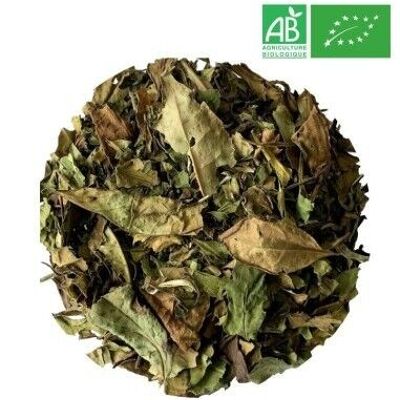 Organic Pai Mu Tan White Tea 1kg