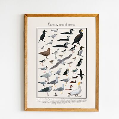 Poster di uccelli marini