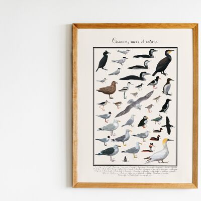 Poster di uccelli marini