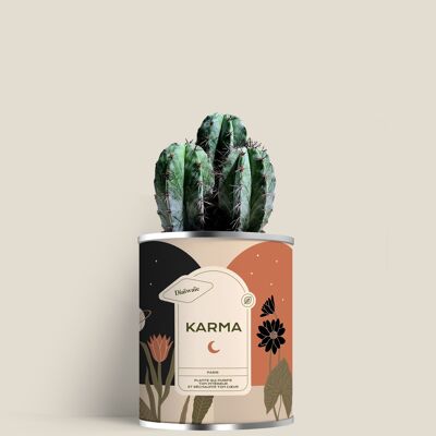 Karma - Mini cactus