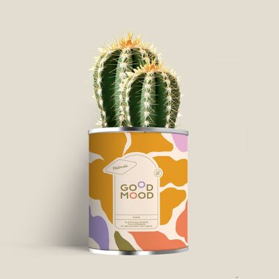Good Mood : Mini cactus